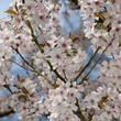 Kép 3/4 - Prunus 'Pandora' – Világos rózsaszín virágú díszcseresznye
