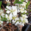 Kép 1/2 - Prunus pumila var. depressa – Homok cseresznye