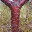 Kép 3/3 - Prunus serrula – Tibeti nyírkérgű díszcseresznye