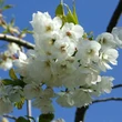 Kép 2/3 - Prunus serrula – Tibeti nyírkérgű díszcseresznye