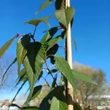 Kép 3/4 - Prunus serrulata 'Benekom' – Japán díszcseresznye