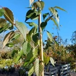 Kép 4/4 - Prunus serrulata 'Benekom' – Japán díszcseresznye