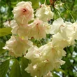 Kép 1/2 - Prunus serrulata 'Ukon' - 'Ukon' japán díszcseresznye