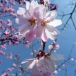 Kép 2/2 - Prunus subhirtella 'Autumnalis Rosea' – Díszcseresznye