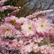Kép 1/5 - Prunus triloba (syn.: Amygdalus triloba) 'Multiplex' - Babarózsa (szilvarózsa, mandularózsa) (bokor)