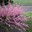 Kép 3/5 - Prunus triloba (syn.: Amygdalus triloba) 'Multiplex' - Babarózsa (szilvarózsa, mandularózsa) (bokor)