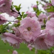 Kép 4/5 - Prunus triloba (syn.: Amygdalus triloba) 'Multiplex' - Babarózsa (szilvarózsa, mandularózsa) (bokor)