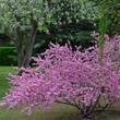Kép 5/5 - Prunus triloba (syn.: Amygdalus triloba) 'Multiplex' - Babarózsa (szilvarózsa, mandularózsa) (bokor)