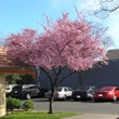 Kép 2/2 - Prunus x blireana – Bordó lombú szilva