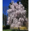 Kép 2/2 - Prunus × subhirtella 'Pendula' (syn.: Prunus pendula, Prunus subhirtella var. pendula) – Díszcseresznye