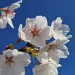 Kép 4/4 - Prunus yedoensis 'Somei-Yoshino' – Jedói díszcseresznye