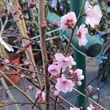 Kép 2/2 - Prunus cerasifera 'Rosea Plena' – Vérszilva