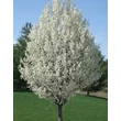 Kép 2/3 - Pyrus calleryana 'Chanticleer' - Kínai díszkörte
