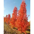 Kép 3/3 - Pyrus calleryana 'Chanticleer' - Kínai díszkörte