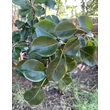 Kép 1/3 - Pyrus communis 'Beech Hill' - 'Beech Hill' közönséges vadkörte