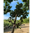 Kép 2/3 - Pyrus communis 'Beech Hill' - 'Beech Hill' közönséges vadkörte