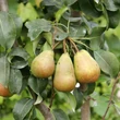 Kép 3/3 - Pyrus communis – Vadkörte