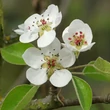 Kép 2/3 - Pyrus communis – Vadkörte
