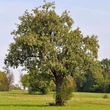 Kép 1/3 - Pyrus communis – Vadkörte