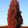 Kép 1/2 - Quercus x bimundorum 'Crimson Spire' (syn.: 'Crimschmidt' ) – Tölgy