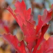 Kép 2/2 - Quercus x bimundorum 'Crimson Spire' (syn.: 'Crimschmidt' ) – Tölgy