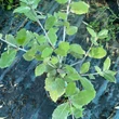Kép 2/4 - Quercus ilex – Magyaltölgy