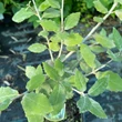 Kép 3/4 - Quercus ilex – Magyaltölgy