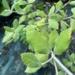 Kép 4/4 - Quercus ilex – Magyaltölgy