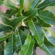 Kép 2/2 - Quercus imbricaria – Zsindelyes tölgy