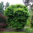 Kép 1/3 - Quercus palustris 'Isabel' – Mocsári tölgy