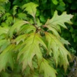 Kép 2/3 - Quercus palustris 'Isabel' – Mocsári tölgy