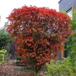 Kép 3/3 - Quercus palustris 'Isabel' – Mocsári tölgy