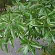 Kép 2/3 - Quercus phellos – Fűzlevelű tölgy