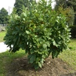 Kép 1/3 - Quercus pontica – Pontuszi tölgy