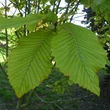Kép 2/3 - Quercus pontica – Pontuszi tölgy