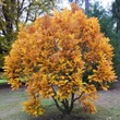 Kép 3/3 - Quercus pontica – Pontuszi tölgy