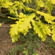Kép 2/2 - Quercus robur 'Concordia' – Kocsányos tölgy