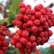 Kép 2/2 - Sorbus aucuparia 'Alaja Krupnaja' – Madárberkenye