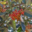 Kép 3/3 - Sorbus aria 'Lutescens' - Lisztes berkenye