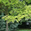 Kép 2/2 - Sorbus aucuparia 'Dirkenii' – Madárberkenye