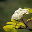 Kép 1/2 - Sorbus aucuparia 'Dirkenii' – Madárberkenye