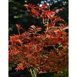 Kép 2/2 - Sorbus commixta 'Carmencita' – Madárberkenye lombozata ősszel