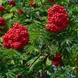 Kép 1/2 - Sorbus decora – Díszes berkenye