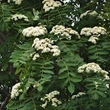 Kép 2/2 - Sorbus decora – Díszes berkenye