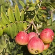 Kép 3/3 - Sorbus domestica - Házi berkenye