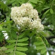 Kép 2/3 - Sorbus domestica - Házi berkenye