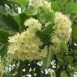 Kép 2/2 - Sorbus incana - Kúpos berkenye