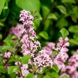 Kép 3/3 - Syringa emodi 'Aureovariegata' – Tarka levelű himalájai orgona