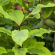 Kép 2/3 - Syringa emodi 'Aureovariegata' – Tarka levelű himalájai orgona
