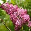 Kép 1/2 - Syringa x hyacinthiflora 'Maiden's Blush' – Jácintvirágú orgona